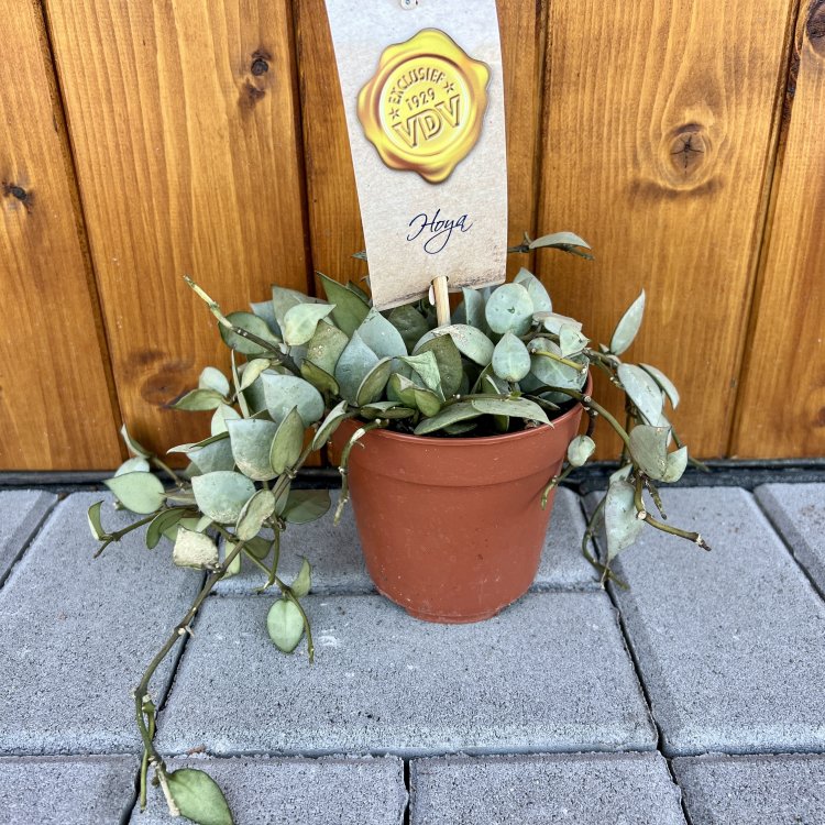 Voskovka (Hoya krohniana) ‘ESKIMO´ - výška 20-30 cm, kont. C1L